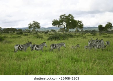 Wild Zebras Grazing in the Green African Savanna on a Cloudy Day, Safari Wildlife Scene, Herd of Zebras in Lush Grassland, Nature Photography, African Landscape, Animals in Natural Habitat - Powered by Shutterstock