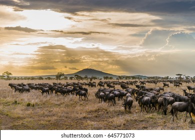 Wildbeast Migration At Serengeti Tanzania