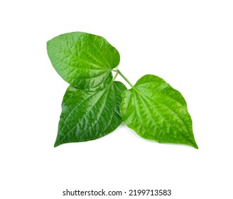 1,311 Wildbetal Leafbush Images, Stock Photos & Vectors | Shutterstock