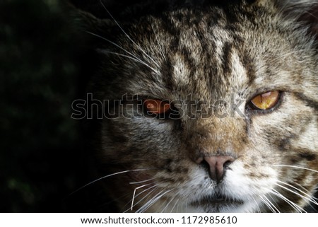 Similar – Bad mood? Animal Cat