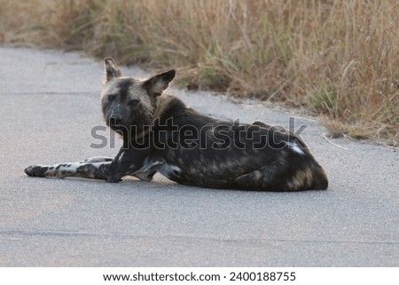 wilddog, south africa, kruger, nationalparc, dog