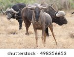 Wildebeest