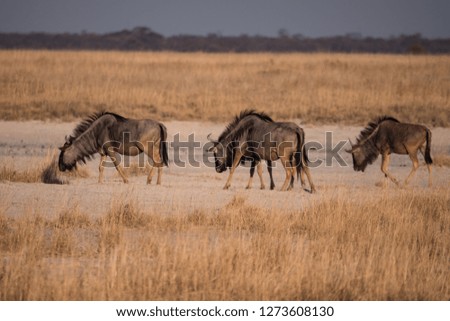 Similar – wildebeest in Masai Mara National Park in Kenya Africa