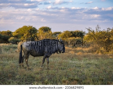 Wildebeest also called gnu grazing in the great African grassland sananna, South Africa