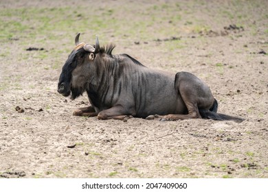 Wildebeest in captivity in a Dutch zoo.
