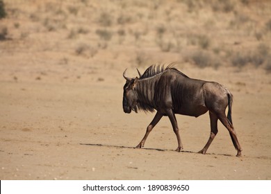 A wildebeest (Connochaetes taurinus) calmly walking in dry grassland. Evening sun and sand round.
