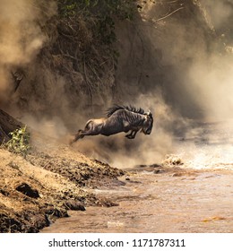 Wildebeest cross the Mara River during the Great Migration. Every year approximately one and a half million wildebeest make this trecherous journey between Tanzania and Kenya