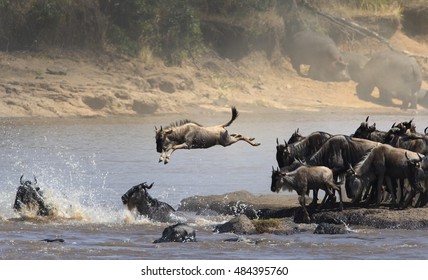 wildebeest crossing Mara river - Powered by Shutterstock