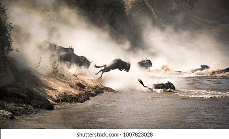 Wildebeest crossing the Mara River during the annual great migration. Every year millions will make the dangerous crossing when migrating between Tansania and the Masai Mara in Kenya. - Shutterstock ID 1007823028
