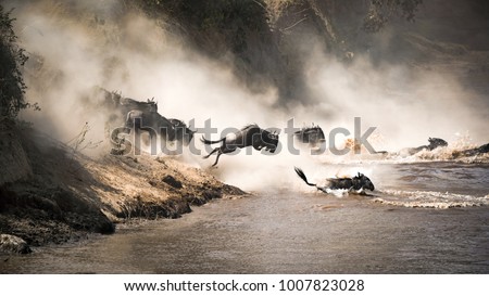 Wildebeest crossing the Mara River during the annual great migration. Every year millions will make the dangerous crossing when migrating between Tansania and the Masai Mara in Kenya.