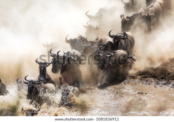 Wildebeest\
crossing the Mara River during the annual great migration. Every\
year millions will make the dangerous crossing when migrating\
between Tansania and the Masai Mara in\
Kenya.