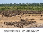 Wildebeest crossing the Mara river in Serengeti national park, Tanzania. Great migration