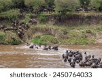 Wildebeest crossing the Mara river in Serengeti national park, Tanzania. Great migration