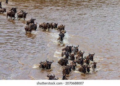 Wildebeest Crossing The Mara River In Serengeti National Park, Tanzania. Great Migration