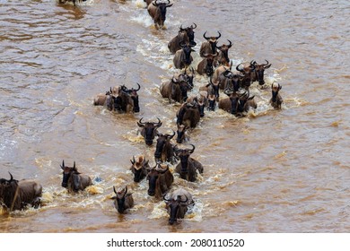 Wildebeest Crossing The Mara River In Serengeti National Park, Tanzania. Great Migration