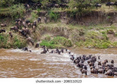 Wildebeest Crossing The Mara River In Serengeti National Park, Tanzania. Great Migration