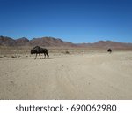 Wildebeest in the desert