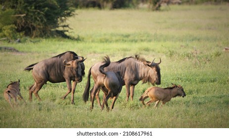 Wildebeest Family Running Around In Grass