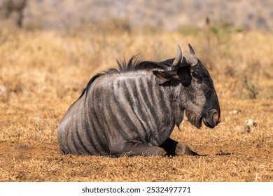 Wildebeest, or gnu, antelopes of the genus Connochaetes, in Kruger National Park, South Africa - Powered by Shutterstock