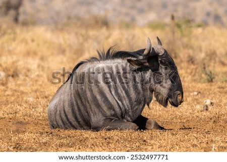 Wildebeest, or gnu, antelopes of the genus Connochaetes, in Kruger National Park, South Africa