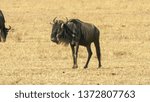 wildebeest grazing at the masai mara game reserve in kenya