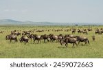 Wildebeest Great Migration in Masai MAra