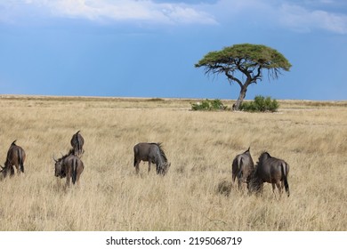 Wildebeest Herd, Etosha NP, Namibia