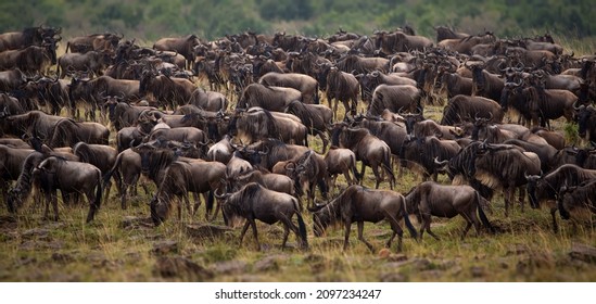 The Wildebeest Herd In Masai Mara, Kenya