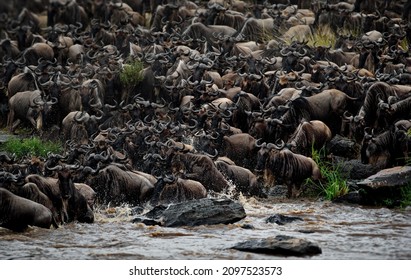 The Wildebeest Herd In Masai Mara, Kenya