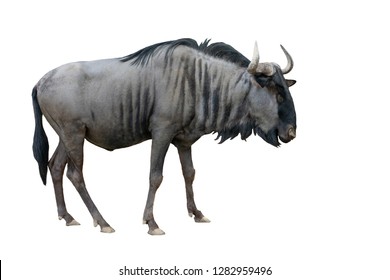 wildebeest isolated on white background