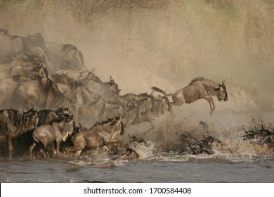 A wildebeest jumps over the rest into mara river