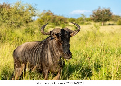 Wildebeest male with grass his mout. He is standing in the savannah of the Kruger National Park. Wildebeest is also known as Gnu