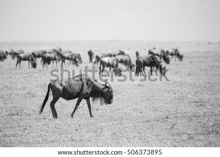 Similar – wildebeest in Masai Mara National Park in Kenya Africa