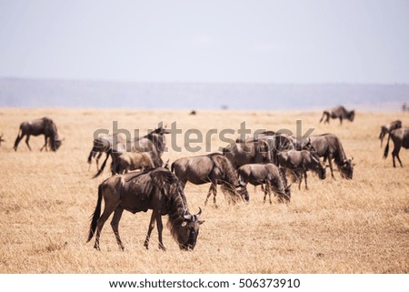 wildebeest in Masai Mara National Park in Kenya Africa