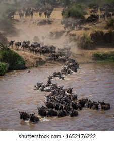 Wildebeest Migration across Mara River