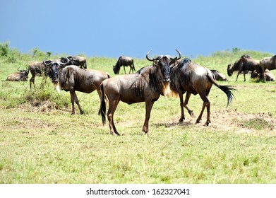 Wildebeest Migration  In Kenya