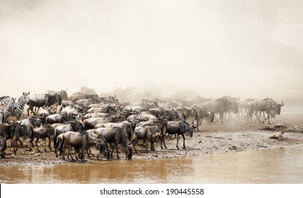 Wildebeest Migration In The Masai Mara