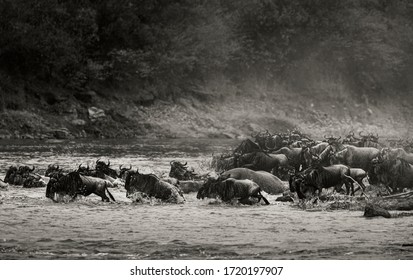 Wildebeest Migration, Masai Mara, Kenya