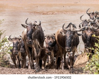 Wildebeest Migration In The Serengeti 