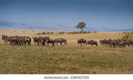 Wildebeest migration, Serengeti National Park, Tanzania, Africa