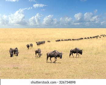 Wildebeest, National Park Of Kenya, Africa