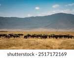 Wildebeest in Ngorongoro Crater, Tanzania