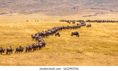 Wildebeest On Savannah In Africa