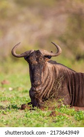 Wildebeest resting on the ground in  the Kruger Park Park, South Africa