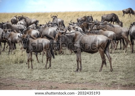 Similar – wildebeest in Masai Mara National Park in Kenya Africa