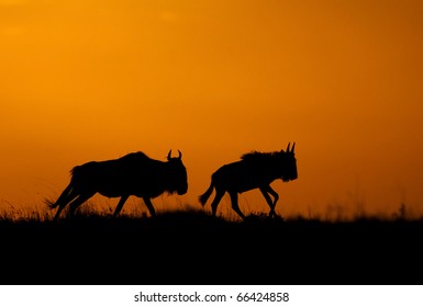 Wildebeest Running In Sunset