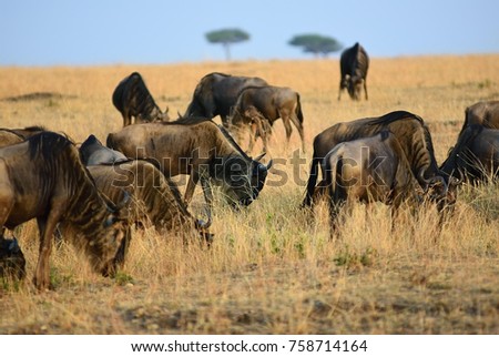 Similar – wildebeest in Masai Mara National Park in Kenya Africa