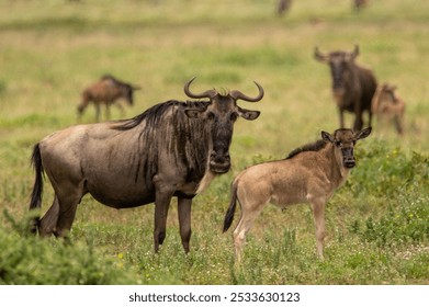 Wildebeest in serengeti national park serengeti during great mig