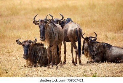Wildebeest At Serengeti, Tanzania