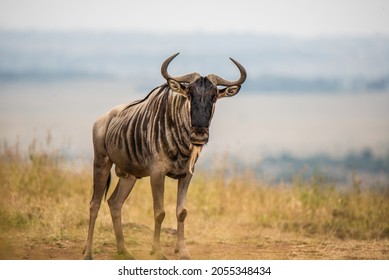 A wildebeest standing alone at the Nairobi National Park